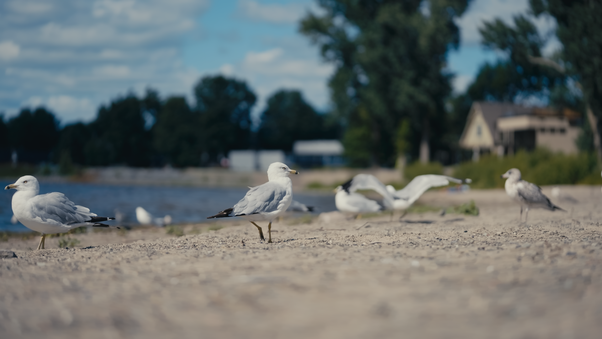seagulls at Britannia Beach